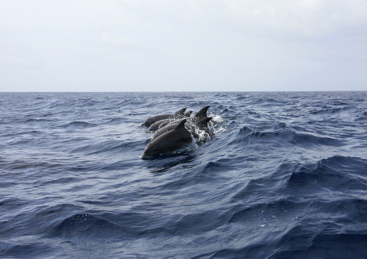 Why do we still get shocked when we find out Malaysia has dolphins?